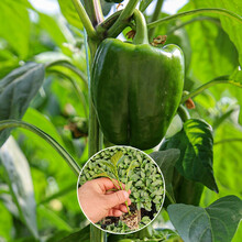 寿禾 辣椒苗种苗大全菜苗寿光蔬菜苗带土发货青椒苗朝天椒苗薄皮椒彩椒线椒苗家庭种植阳台庭院春季播种菜苗 绿甜椒苗 6棵