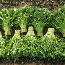 寿禾四季蔬菜种子都市菜园阳台冬季春季批发种菜植物山东寿光蔬菜春季韭菜大白菜白萝卜香菜生菜种籽 小叶茼蒿种子 20g