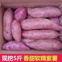 沙地紫薯9斤新鲜当季番薯农家自种板栗小地瓜香红薯山芋蔬菜 9斤小果