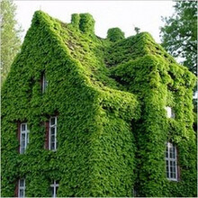 爬山虎种子 爬藤植物四季常青绿植花卉易活别墅庭院攀援观叶盆栽植物爬墙虎种籽 五叶爬山虎种子200粒+肥