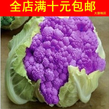 紫色花椰菜 价格 图片 品牌 怎么样 京东商城