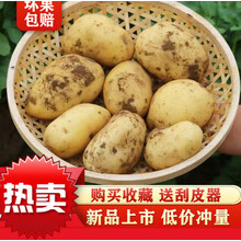云南新鲜现挖大土豆批发黄心土豆5/10斤马铃薯士豆鲜洋芋土豆 白皮 10斤带箱【中号】净重9-9.5斤
