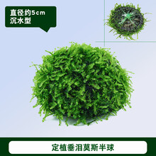 懒人活体真水草鱼缸造景装饰淡水植物莫斯沉木定植水榕水族箱套餐 垂泪莫斯定植小半球