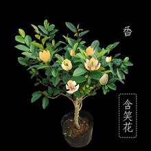 含笑树苗盆栽庭院阳台四季浓香型带花苞室内花卉观花植物室内花苗 三年苗当年开花 不含盆