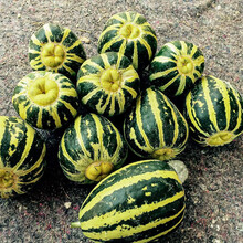 寿禾 各种甜瓜种子大全羊角蜜冰糖子美洋博洋幼苗香瓜羊角脆哈密瓜家庭种植阳台盆栽庭院水果种籽种孑秧苗 冰糖王子甜瓜种子 3g约180粒【3袋装】