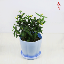 法国香水茉莉花苗冬季带花苞长青绿植花卉盆栽 黄茉莉爬藤植物耐寒花卉 法国香水小苗+兰色花瓣盆 含盆