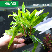 水草植物鱼草缸懒人坨草活体新手入门级无土净化水质不用泥的水草 中柳小坨