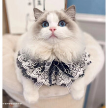 猫咪狗狗宠物饰品项圈铃铛蝴蝶结领结蕾丝狗狗口水巾围嘴狗狗脖子上的领结 黑色 XS-超小型