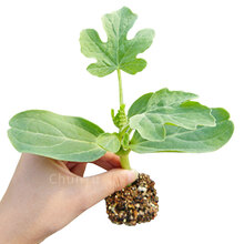 西瓜苗秧8424特大嫁接巨型四季早熟阳台盆栽南方蔬菜水果种子种籽 甜王西瓜苗20棵 【更甜非嫁接苗】