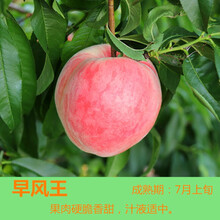 果树苗桃树苗嫁接苗桃树苗水蜜桃黄桃桃花树早熟黄桃树苗当年结果中华福水果树苗阳台庭院盆栽地栽水蜜桃 早凤王桃树苗 81cm(含)-110cm(含)