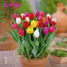 花中酷 郁金香种球 郁金香种子观花植物阳台盆栽耐寒多年生花卉种子 混色5个球 3CM及以上