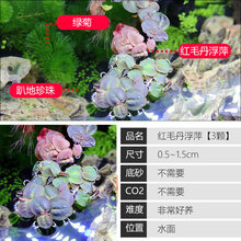 鱼缸水草植物活体真草造景莫斯懒人增氧淡水榕沉木爬地趴地矮珍珠 红矛丹浮萍