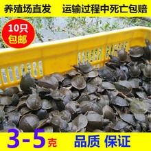 润宝龙外塘甲鱼苗小甲鱼苗水鱼苗王八苗中华鳖生态养殖龙鱼活体 3-5克