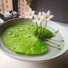 水族箱鱼缸造景浮萍植物漂浮水草活体一叶莲浮性水下热带四季水族箱净化水质 一叶莲带花苞11厘米