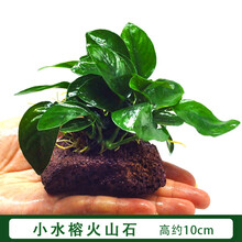 鱼缸 活体易养懒人真水草 装饰淡水植物沉木水榕水族箱造景石套餐 小水榕火山石