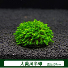 鱼缸水族箱虾缸草缸定植火山石大美凤莫斯造景凤尾苔垂泪三角莫斯 8cm半球大美凤