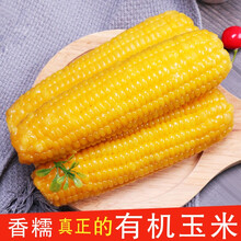 福子恒有机新鲜甜糯玉米棒非转基因粘嫩玉米粒粗粮杂粮黄白黏玉米熟即食真空装 早餐烧烤食材 黄糯10根（加热即食） 有机玉米