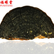 福曦堂  西藏桑树桑黄 桑黄灵芝 选货 桑黄 150克*1袋