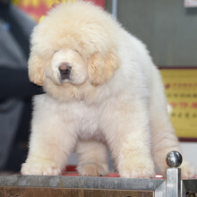 雪獒 雪獒犬公母 雪獒幼犬 纯种白色藏獒幼犬出售 藏獒幼犬 藏獒幼犬