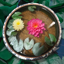 净化水源庭院池塘水池鱼缸水生睡莲水培植物四季大睡莲根块荷花根茎水养花卉鱼池除异味子午莲花家庭盆栽 混色睡莲种苗 10棵 不含盆