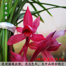 24种兰花苗全部19.9元春兰建兰春剑红素 出售 春兰 中华红素3苗连体 不含盆