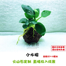 懒人水草真水草绿菊红菊羽毛坨草真水草造景水草小鱼缸水草活水草 小水榕(火山岩定值)
