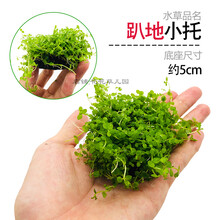 鱼缸懒人水草活体植物水榕沉木莫斯真水草种子水族箱造景装饰套餐 孔雀蓝 趴地珍珠小坨草