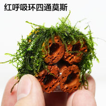 莫斯屋造景虾窝鱼虾透明亚克力虾屋观赏虾繁殖罐虾罐虾窝虾莫斯虾屋水草6026 2个红呼吸环四通莫斯