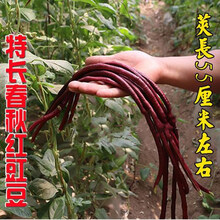 花明月花明月春秋红特长豇豆种子紫豆角种籽高产早熟豇豆四季播种耐热抗病高产 春秋长红原装30g