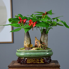 自然空间(zrkonjn)发财树盆栽办公室客厅桌面植物室内好养绿植(招财进