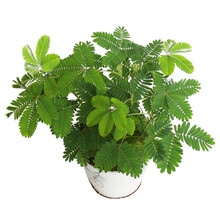 四季开花栀子花种子 阳台室内植物盆栽套餐绿植花卉花草易活种籽 含羞草100粒懒人盆套餐