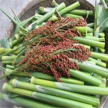 农家甜高粱种子春季播种老品种甜芦粟种子甜杆北方甘蔗种子 25克装约1000粒X 10包