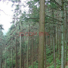 花中酷材树种子杉树种子美国巨杉种子 北美红杉种子  银杉松 巨杉种子 新采杉木种子 刺杉种子沙树 速生杉木种子1斤