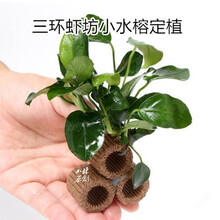 28莫斯活体水草定植环水草鱼虾缸水族箱造景装饰幼鱼虾躲避窝 三孔虾坊小水榕定植1个