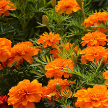 花琴 菊花种子波斯菊花种子格桑花种籽子四季开花易活花籽庭院室外花卉野花组合绿化工程种子/孔雀草半斤