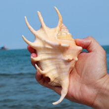 七角海螺六角海螺大海螺天然贝壳海螺鱼缸水族箱造景家居地中海微景观