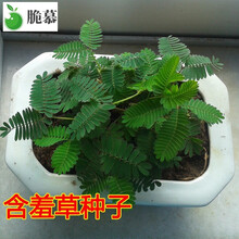 含羞草种子盆栽花卉花草种子阳台盆栽种植易种盆栽花籽 四季播 含羞草*20粒