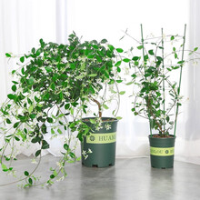 畅微 风车茉莉盆栽爬藤花卉四季不落叶银丝茉莉花苗四季开花花卉植物室内室外蔷薇月季庭院常青意大利络石藤 风车茉莉 3年苗