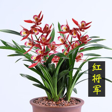 高宅兰花 金边雪女建兰四季兰花苗好养室内花卉盆栽绿植 红将军墨兰万宝福矮种羽叶妖姬 红将军3苗；连体裸根