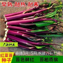 红菜苔种子 红色四九菜心种子阳台盆栽白菜苔种子蔬菜种子四季播 简装20克 红菜苔种子