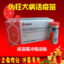 猪牛羊用疫苗 伪狂犬疫苗 哈兽研  伪狂犬活疫苗61株信尔诚 哈兽研伪狂犬疫苗10头份1瓶价+稀释液--21年9