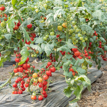 寿禾 盆栽矮生小番茄种子小西红柿好吃食用观赏春季冬季播种家庭阳台种植蔬菜水果种籽 高约1.5米甜心番茄种子20粒【圆果】