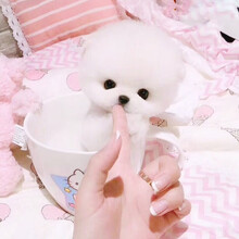茶杯犬博美 价格 图片 品牌 怎么样 京东商城 茶杯犬博美 价格 图片 品牌 怎么样 京东商城