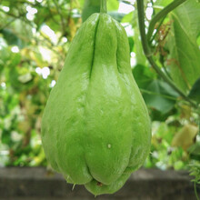 圣晶宏  月娥佛手瓜种子种瓜 佛手瓜苗蔬菜龙须菜佛手瓜苗鲜活种苗瓜春季蔬菜种籽 【带土发货】佛手瓜苗3棵