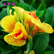 花中酷种球盆栽庭院地栽植物带芽大花美人蕉花苗根茎水生 美人蕉种子种子 美人蕉14号 其他