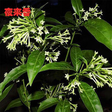 驱蚊草种子 除虫菊阳台室内盆栽花卉食虫草 捕蝇草籽 夜来香种子 夜来香