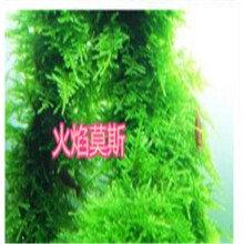 前景草水草矮珍珠 价格 图片 品牌 怎么样 京东商城 前景草水草矮珍珠 价格 图片 品牌 怎么样 京东商城