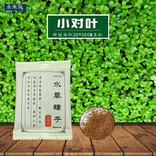 水草种子鱼缸造景套餐小对叶草籽草缸牛毛草活体真水草草籽草坪 小对叶1袋