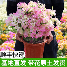 【带花 顺丰发货】重瓣三角梅 带花发货 花卉盆栽绿植盆景老桩爬藤植物 【亏本冲量】 绿樱大苗(带花原盆土发货) 大苗【育苗盆原土】