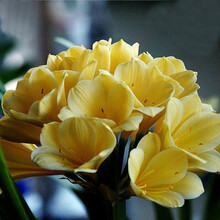 君子兰花苗盆栽君子兰苗室内阳台绿植花卉精品兰花苗当年开花君子兰盆栽苗 金冠 当年开花12片叶子带土(型好）